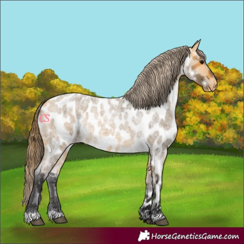 Horse Color:Buckskin Roan Appaloosa 