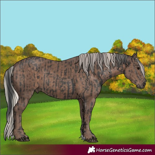 Horse Color:Black  and Silver Black 