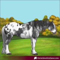 Horse Color:White Spotted Black Splash Tobiano Frame Appaloosa