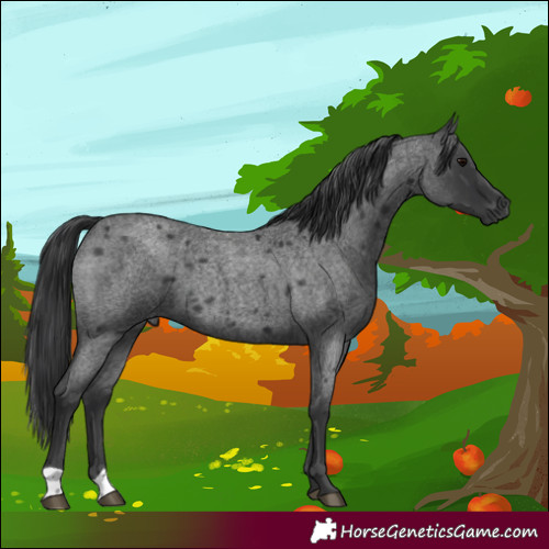 Horse Color:Blue Roan 