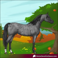 Horse Color:Blue Roan 