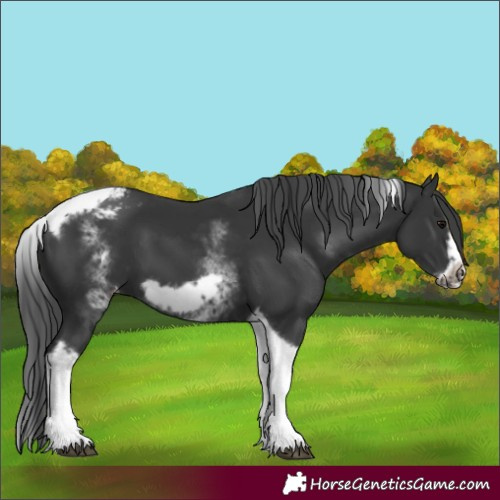 Horse Color:White Spotted Black Splash Tobiano Frame Varnish