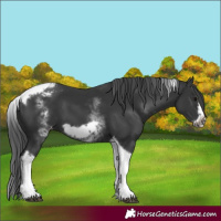 Horse Color:White Spotted Black Splash Tobiano Frame Appaloosa