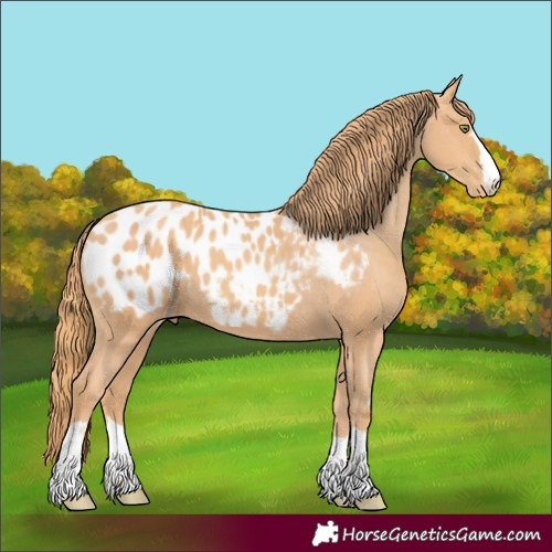 Horse Color:Gold Champagne Blanket 