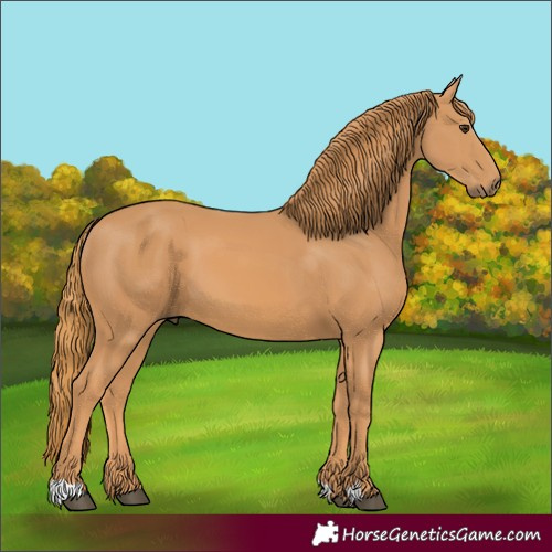 Horse Color:Unknown 