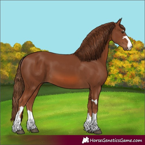 Horse Color:Chestnut 