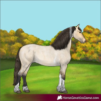 Horse Color:Buckskin Roan Dun Tobiano 