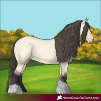 Horse Color:Buckskin Roan Dun Tobiano 