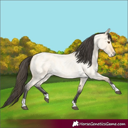 Horse Color:Buckskin Roan Dun Tobiano 