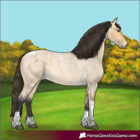 Horse Color:Buckskin Roan Dun Tobiano 