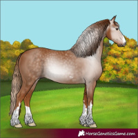 Horse Color:Gray Chestnut 