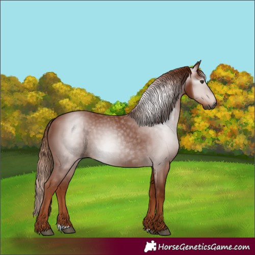 Horse Color:Gray Chestnut 