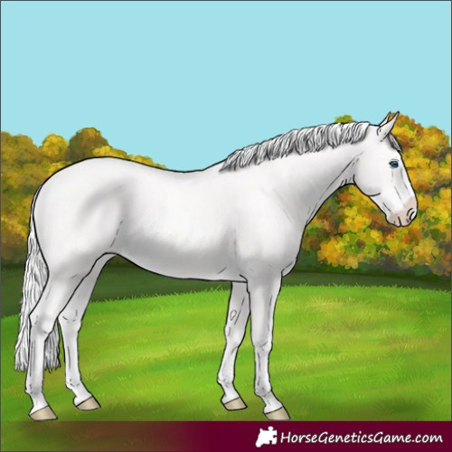Horse Color:Cremello Splash and Cremello Splash