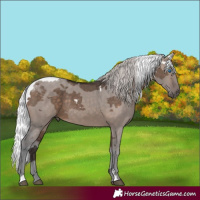 Horse Color:Silver Brown Dun Merle Rabicano
