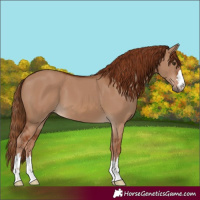 Horse Color:Red Dun 