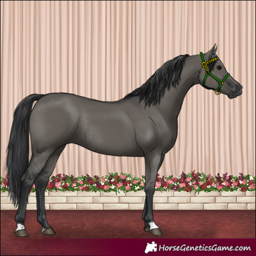 Horse Color:Grullo Rabicano 