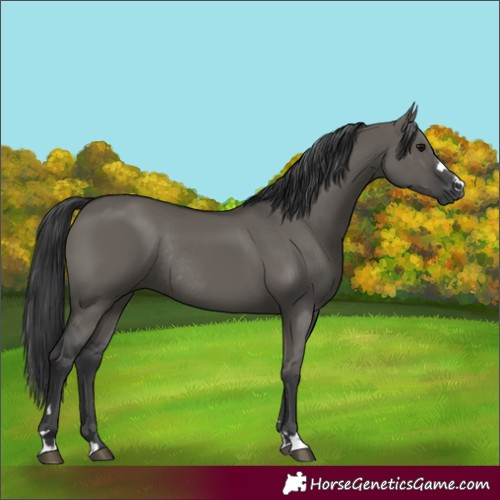 Horse Color:Grullo Rabicano 
