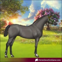 Horse Color:Grullo Rabicano 