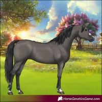 Horse Color:Grullo Rabicano 