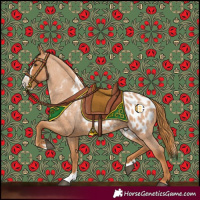 Horse Color:Red Roan Splash Appaloosa 