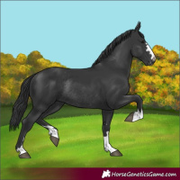 Horse Color:Black Rabicano 