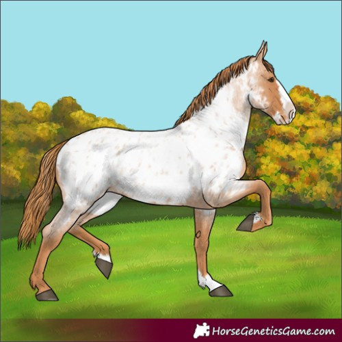 Horse Color:Red Roan Splash Appaloosa 