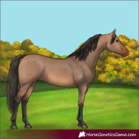Horse Color:Bay Dun 