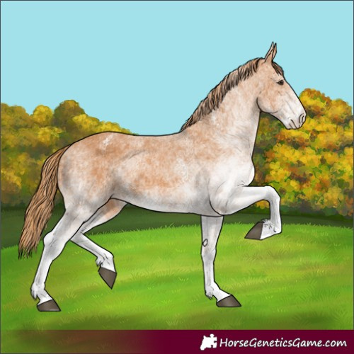 Horse Color:White Spotted Chestnut 