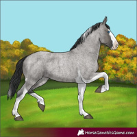 Horse Color:Grullo Roan Splash Tobiano 