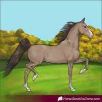 Horse Color:Classic Champagne 