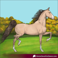 Horse Color:Amber Champagne 