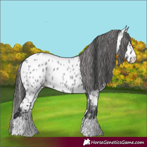 Horse Color:Blue Roan Splash Appaloosa