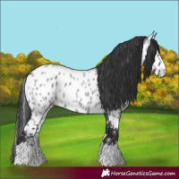 Horse Color:Blue Roan Splash Appaloosa