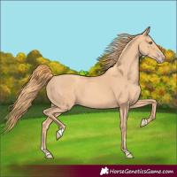 Horse Color:Gold Champagne