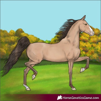 Horse Color:Amber Champagne Splash
