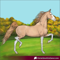Horse Color:Gold Champagne Splash