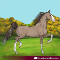 Horse Color:Classic Champagne Splash