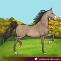 Horse Color:Amber Champagne Splash 