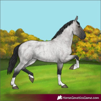 Horse Color:Grullo Roan Tobiano