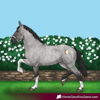 Horse Color:Grullo Roan Tobiano 