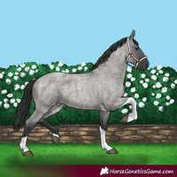 Horse Color:Grullo Roan Tobiano 