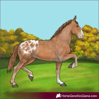 Horse Color:Chestnut Splash Appaloosa 