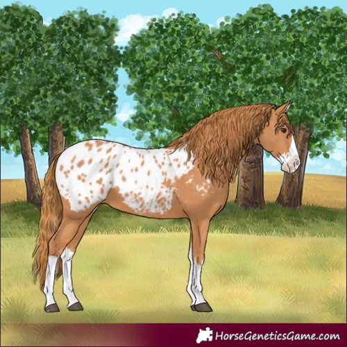 Horse Color:Chestnut Splash Blanket 