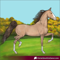 Horse Color:Amber Champagne Splash 