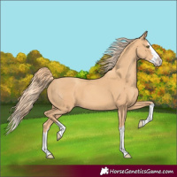 Horse Color:Gold Champagne Splash 