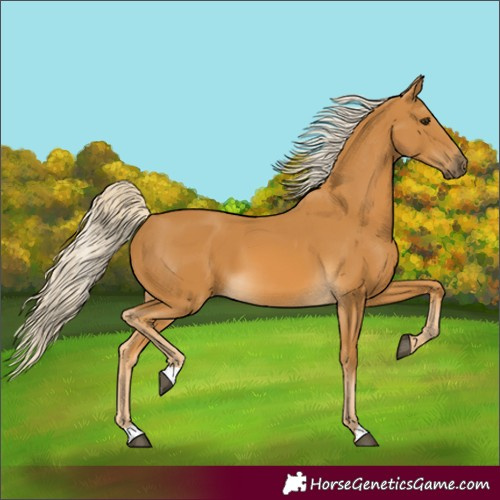 Horse Color:Palomino