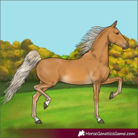 Horse Color:Palomino 