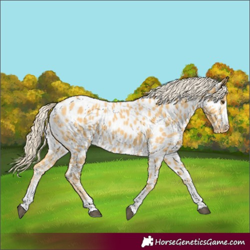 Horse Color:Palomino Appaloosa