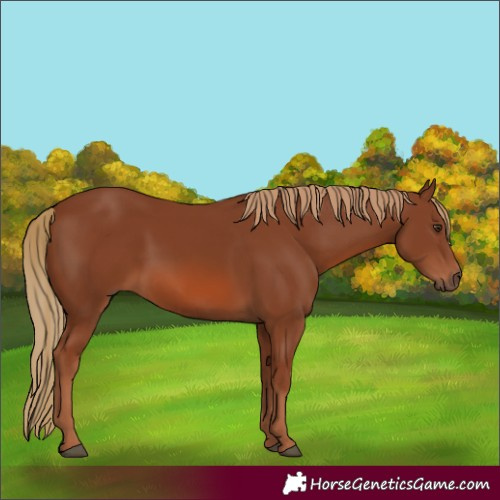 Horse Color:Chestnut 