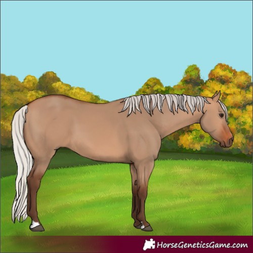 Horse Color:Silver Bay Dun 